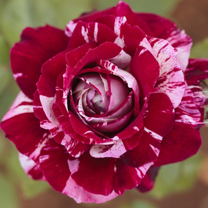 Vrtnica čajevka - Roza - Julio Iglesias® - 